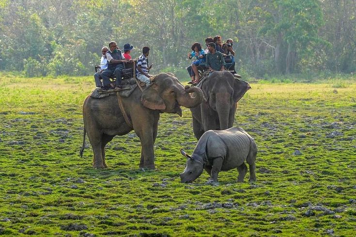 🌿 Enchanting Assam Expedition | Wildlife, Culture & Tea Trails Tour Package